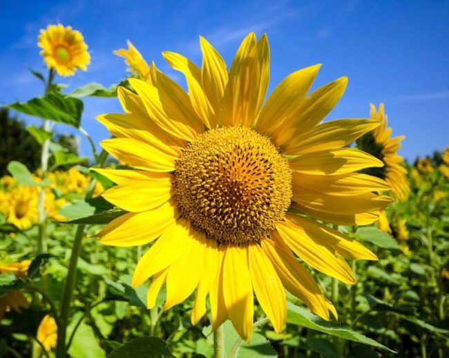 große gelbe Sonnenblume - Ayurveda Tipps für heiße Tage