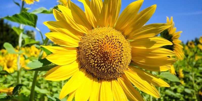 große gelbe Sonnenblume - Ayurveda Tipps für heiße Tage