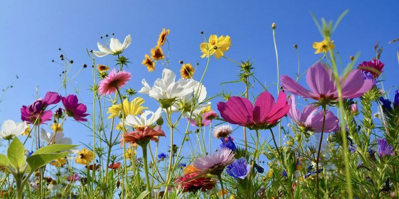 Ayurveda Tipps für den Frühling - Blumen in vielen verschiedenen Farben