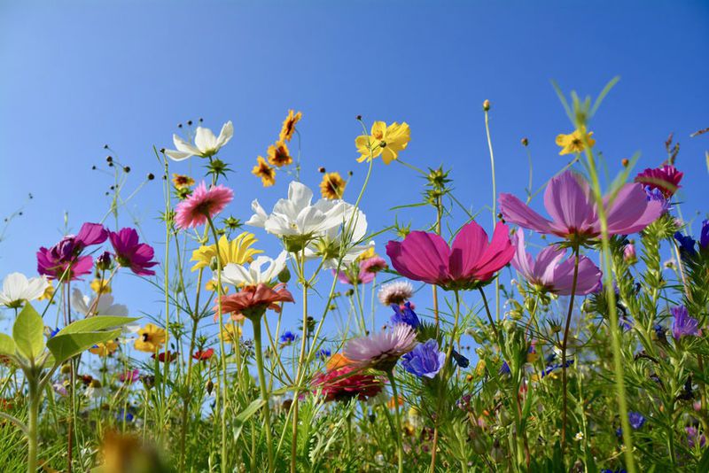 Ayurveda Tipps für den Frühling - Blumen in vielen verschiedenen Farben