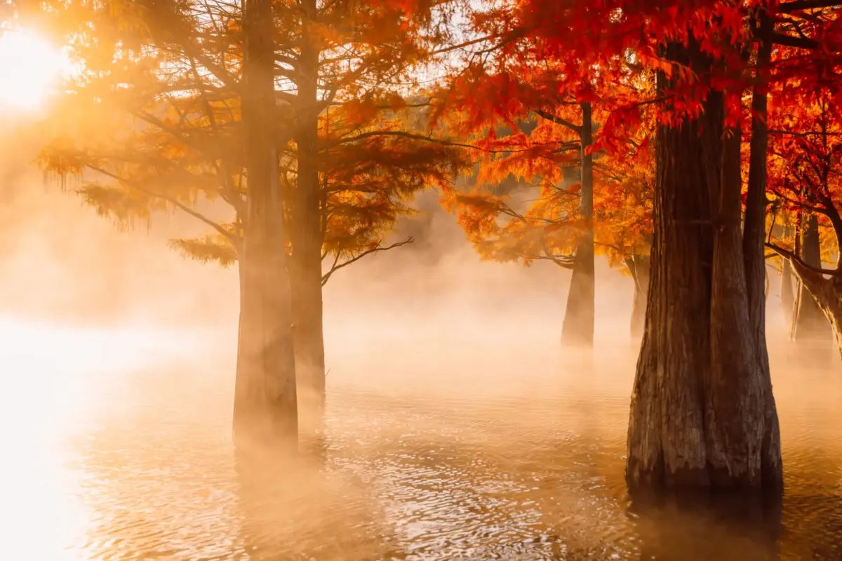 Wald im Herbst